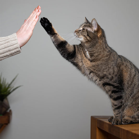 Mastering the Art of Cat Training: Building a Stronger Bond with Your Feline Friend